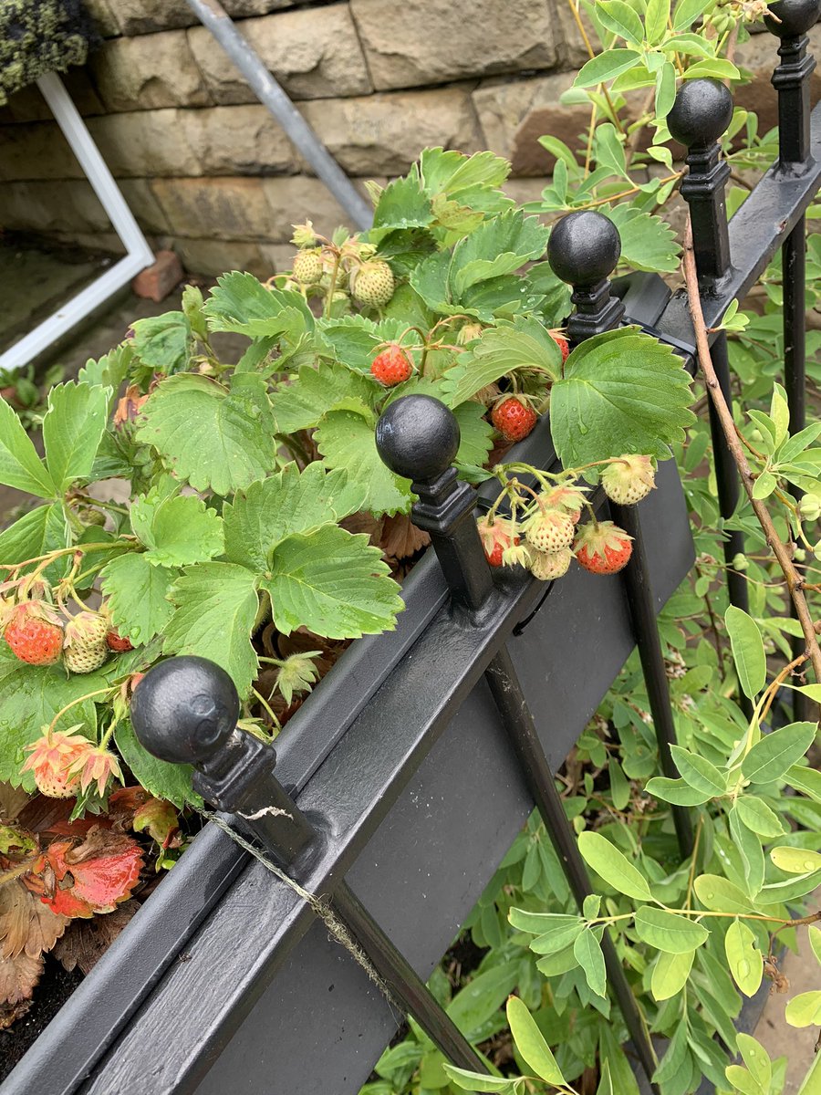 Things I’ve nibbled on today. Because I can. <a href="/edibleblackburn/">@EdibleBlackburn</a> patches popping up.  Strawberries outside The Flower Tempest on Revidge.  Loads of edibles @myplace2gr0w Witton Greenhouses.