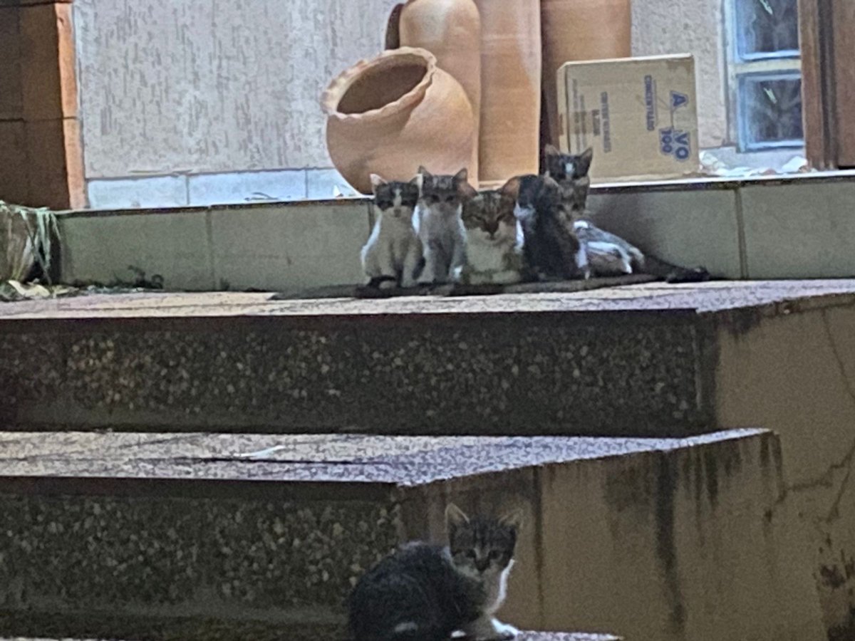 Atención zona Lambare, si alguien puede dar una mano hay michitos para adopción responsable, ya la mamá se va y los deja se quedan en el patio de una casa, zona Canal 13-Super Pueblo cerca de la Sucursal de la Cooperativa Nazareth

Contacto: 0983467987

RT 👇🏻🙏🏻