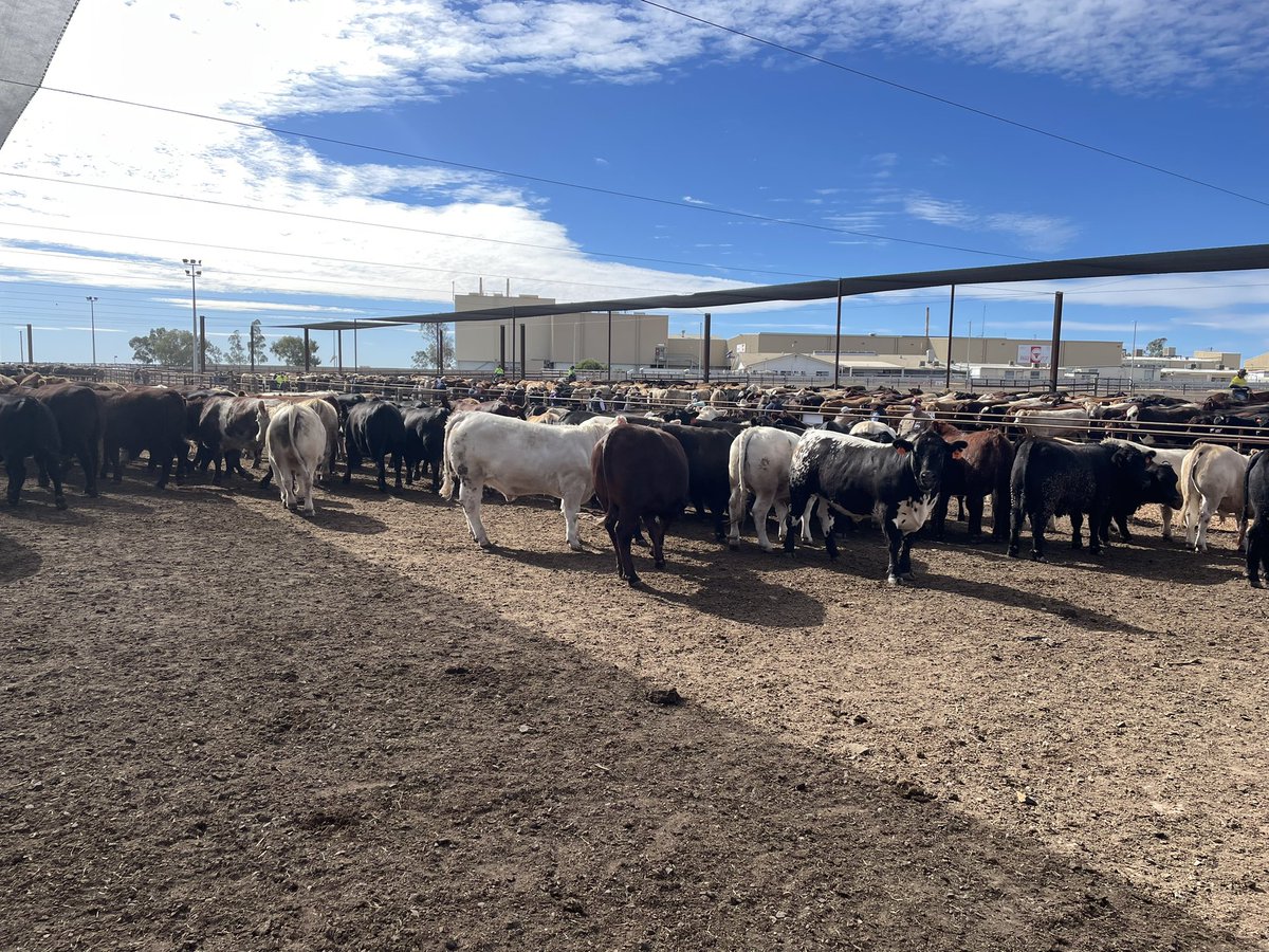 I was fortunate enough to be part of the RNA paddock to palate weight gain presentation yesterday. Some impressive gains - winners up over 3kg/day. Congrats to all and good luck for the rest of the comp.