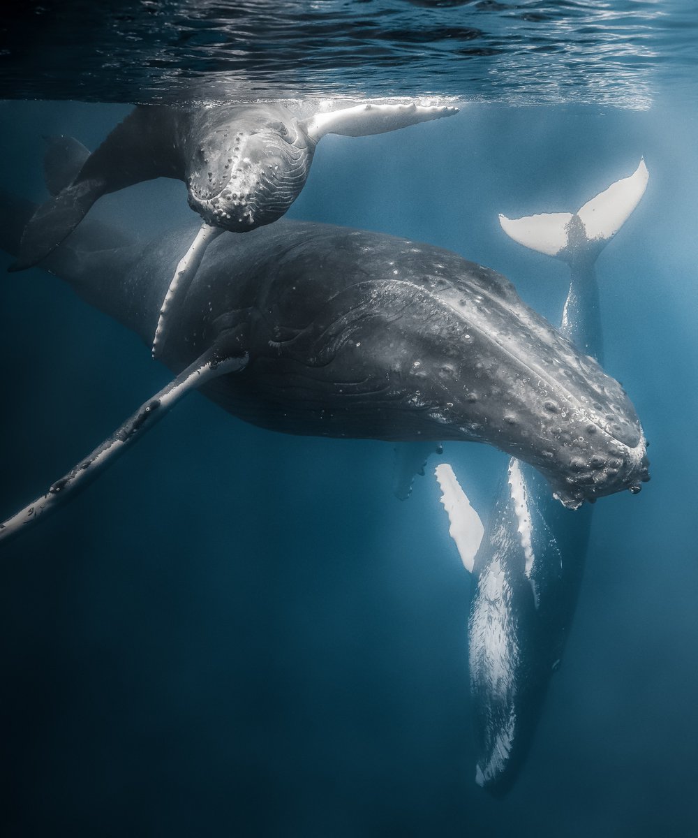 Interested in joining the whale fam for as little as 0.03 eth?

« Daydream »

Link below ;)