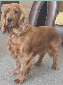 rosieDoc2's tweet photo. ❌URGENT, EXTENDING LEAD STILL ATTACHED❌
ELSIE MISSING #LLANMAES, #LLANTWITMAJOR #CF61 WALES
TUES 20/6/23
PLS CALL NUMBER WITH ANY INFO/SIGHTINGS TY
https://t.co/2WWPdmuTFH
@juliagarland73 @JacquiSaid @majorblacksmith @AmmoKnightsRFC @BitofDecorum @ruthwill64 @thedogfinder https://t.co/rYO3teuJyU