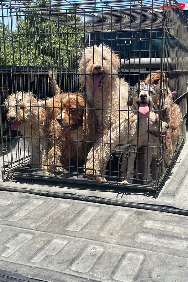 RobRobbEdwards's tweet photo. In an orchard field in Merced County, California, rescuers are trying to deal with nearly 40 purebred dogs and puppies abandoned and left to fend for themselves. Among the breeds found were poodles, doodles, Afghans, schnoodles and Cocker spaniels. None of the dogs, ranging in ages from six months to three years of age, were microchipped

Read the story
https://t.co/XjWFqHmsc1