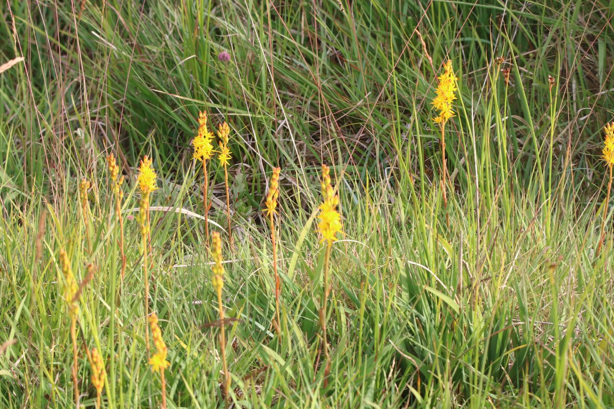 In Pembrokeshire, heath spotted and early marsh still going, the southern just about done but a pair of lesser butterflys and bog asphodel were great with a bonus cuckoo thrown in. @welshorchids @ukorchids @BSBICymru