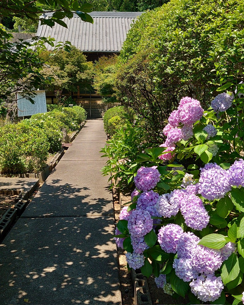 鞆の浦、小松寺の紫陽花。
#鞆の浦
