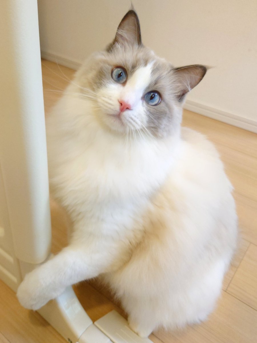 今日も綺麗な猫さんがキッチン前に来ました🥺
ご所望はごはんでしょうか、ちゅーるでしょうか？🥺

#猫 #猫のいる暮らし #ラグドール #Cat
