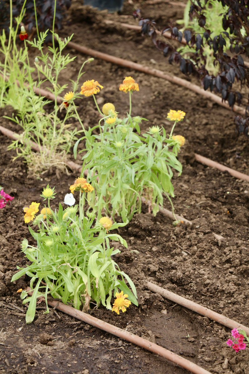 MayorKeller's tweet photo. Saving pollinators one flower bed at a time.
Since @ABQBeautiful started the Wildflower Project in 2018, they've established over 151 flower beds across our city to help our pollinators maintain our precious ecosystem and food supply.
#OneAlbuquerque #NationalPollinatorsWeek https://t.co/OsU6eRAOMX