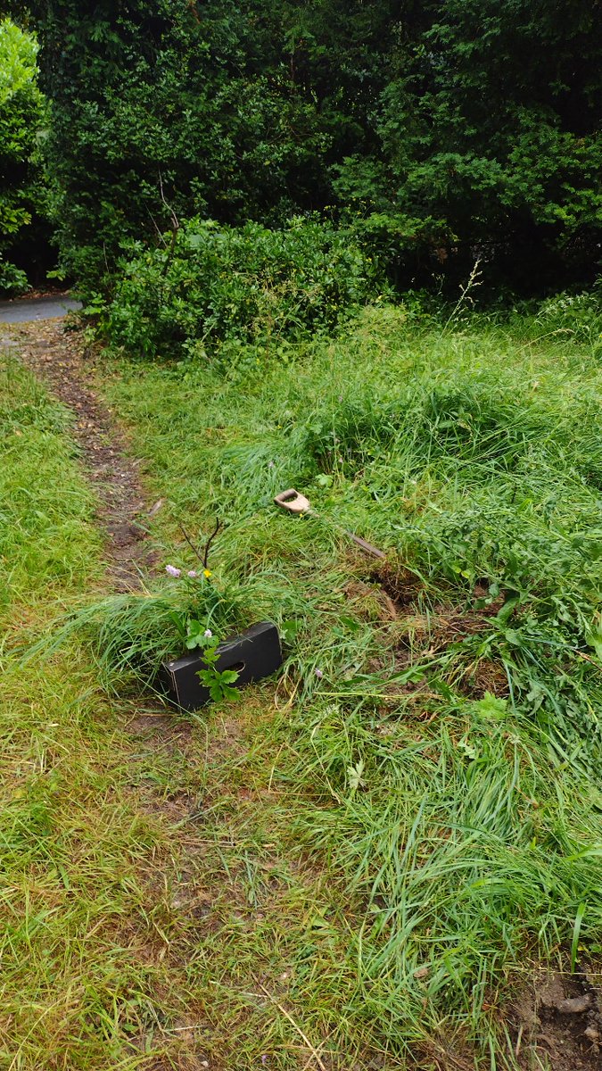 o__olver's tweet photo. Digging up orchids is bad, however when your grandmother's house and garden have been sold to a developer then it seems they have more of a chance being dug up from the lawn than being left #30DaysWild https://t.co/B3K9vCXlSC