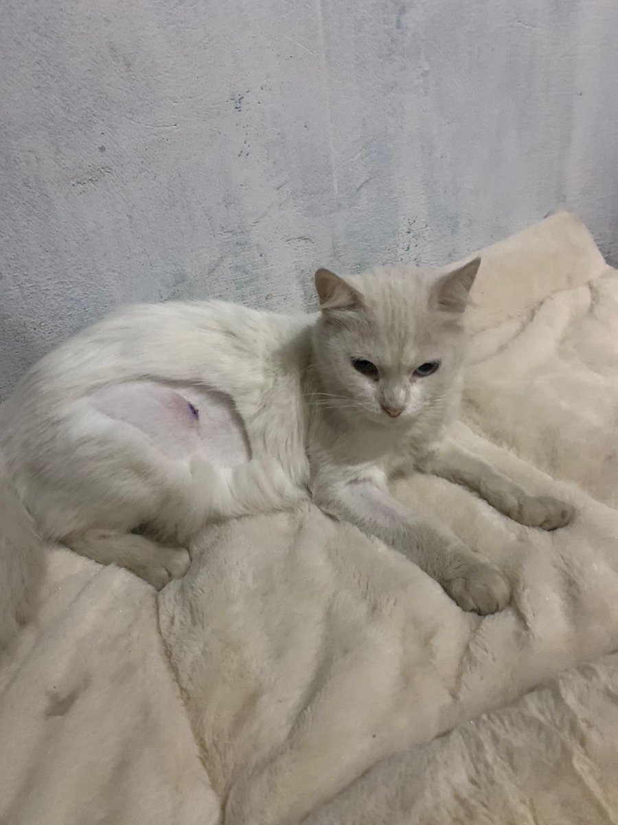Van a dejarlos en la calle. Nosotros ya estamos muy saturados y los hemos esterilizado/castrado para que puedan ser adoptados. 
Tendrán entre 1-2 añitos, son muy dóciles. La blanquita es hembra y el macho es el grunge. Están desparasitados y con antipulgas. Por favor RT! AUXILIO