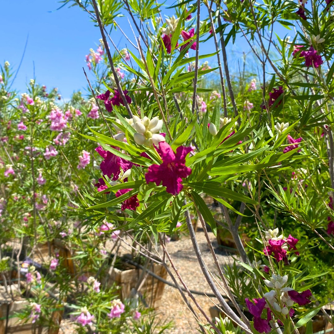 MoonValleyTrees's tweet image. Nothing elevates a landscape like flowering trees! 😍 Add instant curb appeal to your home with our wide selection of flowering trees. Find the perfect addition for your yard at any location today!
#Flowers #WeKeepYouGrowing #MoonValleyNurseries