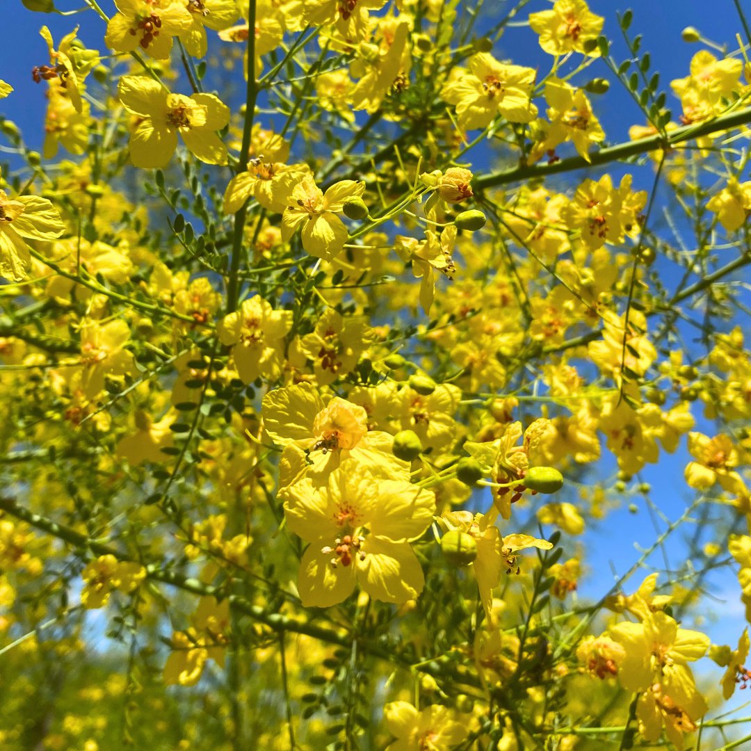 MoonValleyTrees's tweet image. Nothing elevates a landscape like flowering trees! 😍 Add instant curb appeal to your home with our wide selection of flowering trees. Find the perfect addition for your yard at any location today!
#Flowers #WeKeepYouGrowing #MoonValleyNurseries