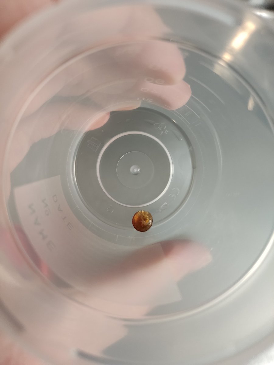 piedadoptico's tweet photo. Me traje de quirófano un cristalino tras abordaje de cirugía de catarata extracapsular . #surgery @DrGonzlezCostea https://t.co/OPBz5Tf2AW