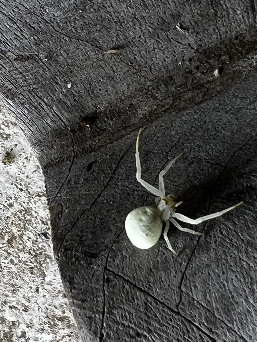 EternalNomad's tweet photo. Can anyone confirm the species of #spider? https://t.co/xrsVOCmQ35