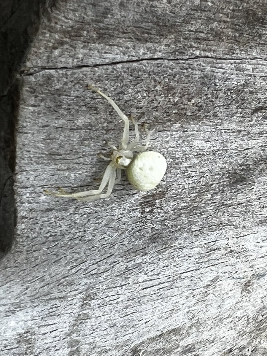 EternalNomad's tweet photo. Can anyone confirm the species of #spider? https://t.co/xrsVOCmQ35