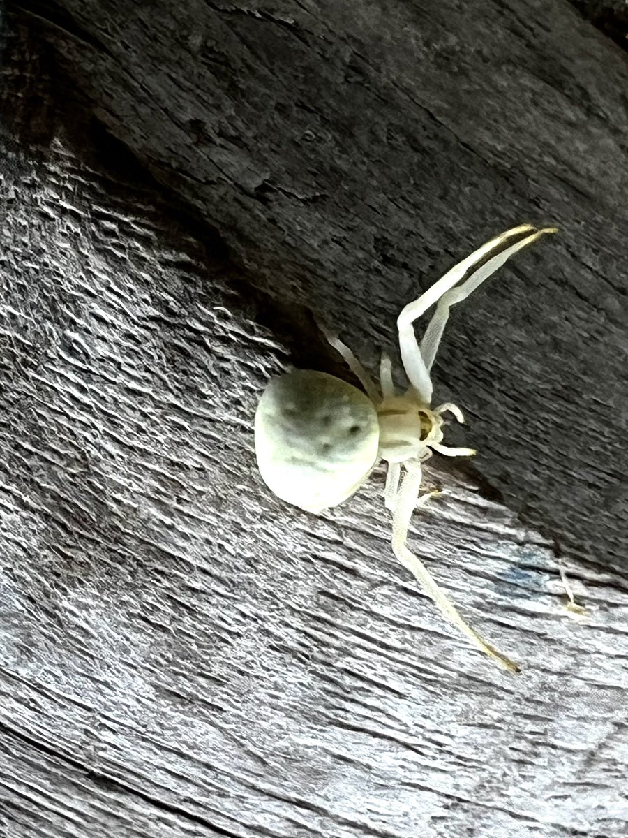EternalNomad's tweet photo. Can anyone confirm the species of #spider? https://t.co/xrsVOCmQ35
