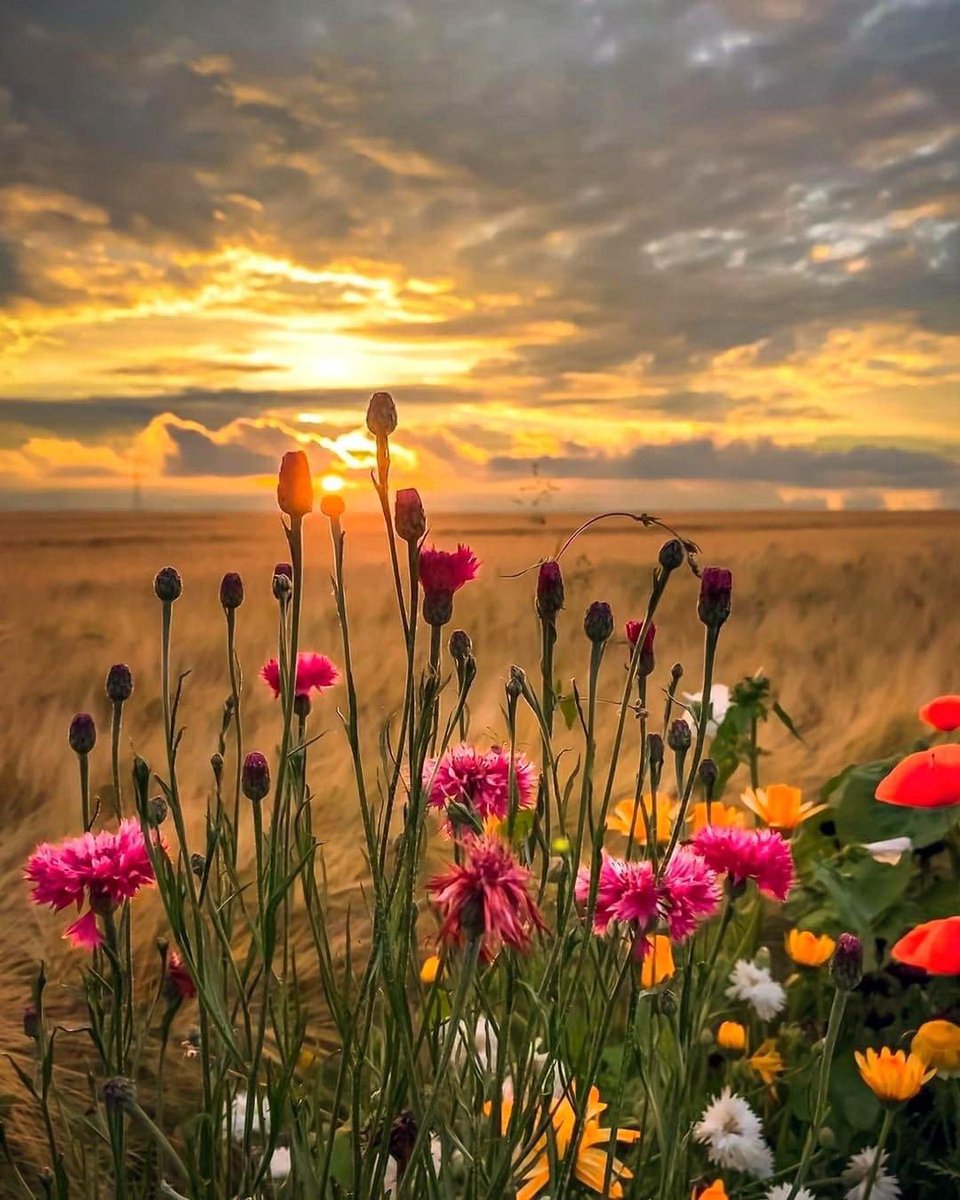 Бодсон болгон нь бодит болж, үг амилж, үйлс бүтсэн сайхан өглөөний мэнд ээ ✨✨✨