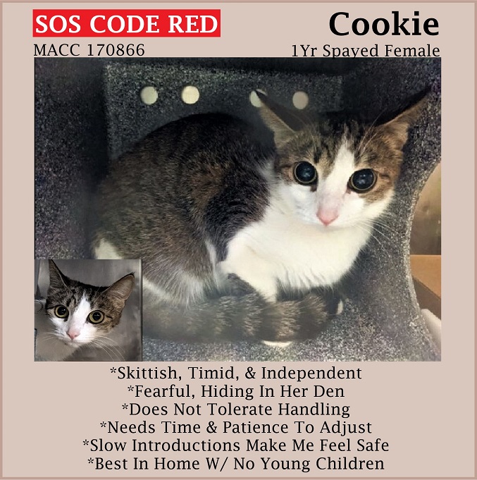 🆘CODE RED🆘5TH TIME LISTED TBD THU 6/22/23🆘
💓PETRIFIED 1YO BROWN #TABBY & WHITE KITTY 'COOKIE'💓
😿💔CAME IN AS STRAY, OVERWHELMED IN SHELTER
🚨NEEDS #ADOPTION #RESCUE #FOSTER ASAP🚨
▶170866 facebook.com/photo/?fbid=63…
🙏🏾#ADOPT #PLEDGE #AdoptDontShop
#MANHATTAN #NYCACC #CAT