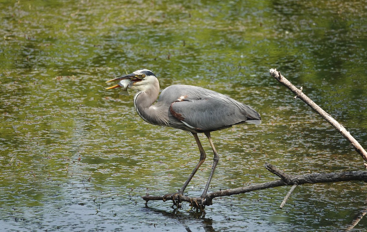 Blue Heron having lunch at The Coves in #ldnont