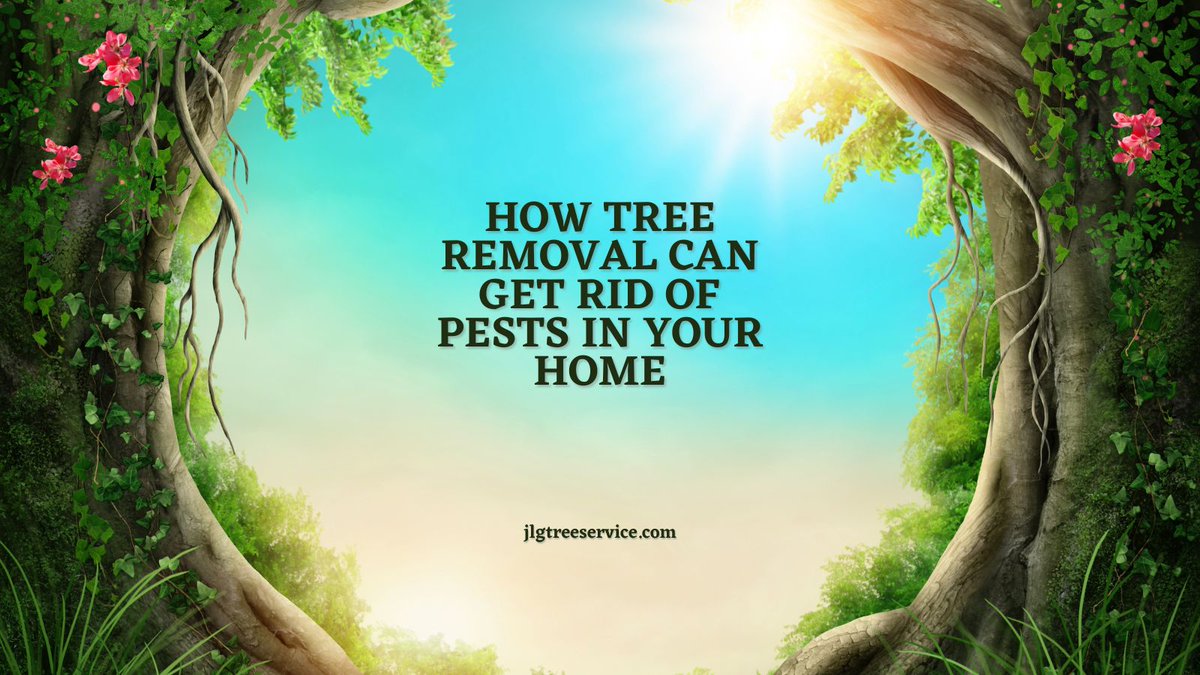 JlgTreeService's tweet photo. Say goodbye to pests! 

Learn how tree removal can help keep your home pest-free in our new article.

Read here: https://t.co/rxinWyCYIa

#TreeRemovalNearMe #TreeRemovalOrangeCounty #OrangeCountyTreeRemoval #TreeRemovalOrangeCountyCA #TreeRemovalInOrangeCounty https://t.co/XoYlXIik4m