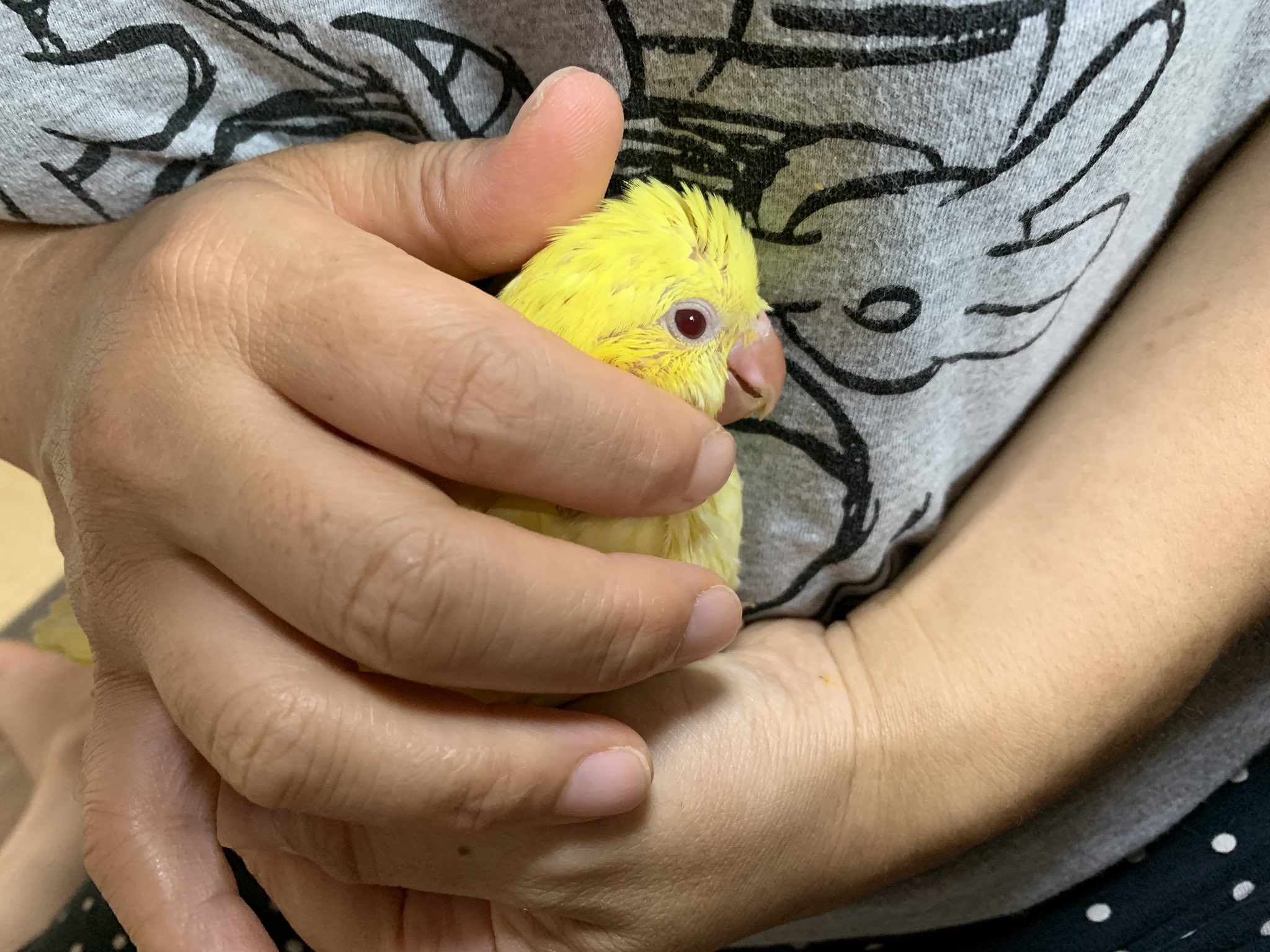 オカメインコのふーちゃん見つかりました