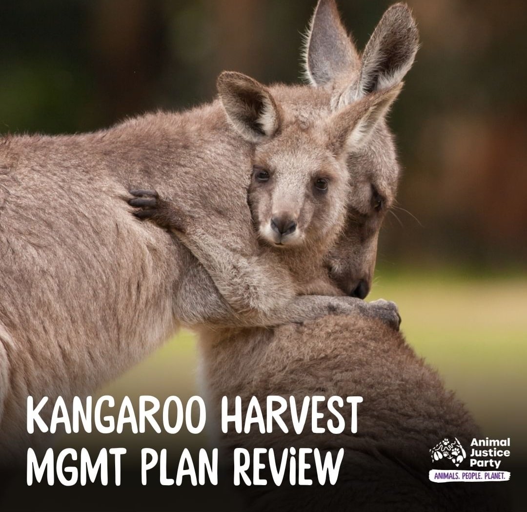 The government sanctioned, profit driven Kangaroo killing industry of our iconic kangaroos is Unregulated Unhygenic Unsustainable & Inhumane.
NOW is your chance to have your say on the VIC Kangaroo Harvesting Management Plan
engage.vic.gov.au/kangaroo-harve…

@VicKangaroos @kangaroosalive