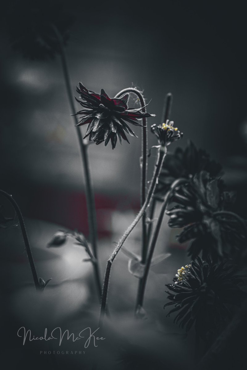nicmckeephoto's tweet photo. Aquilegia 📸 
#northernirelandflowers
#amateurphotographer #northernireland
#canonphoto #canonphotography #canon #amateurphotography
#nicolamckeephotography 
#niphotographer #learningforlife
#wildflowers #niphotography
#springwatch 
#amatuerphotography #flowersNI #belfast https://t.co/Tzywjo4UAw