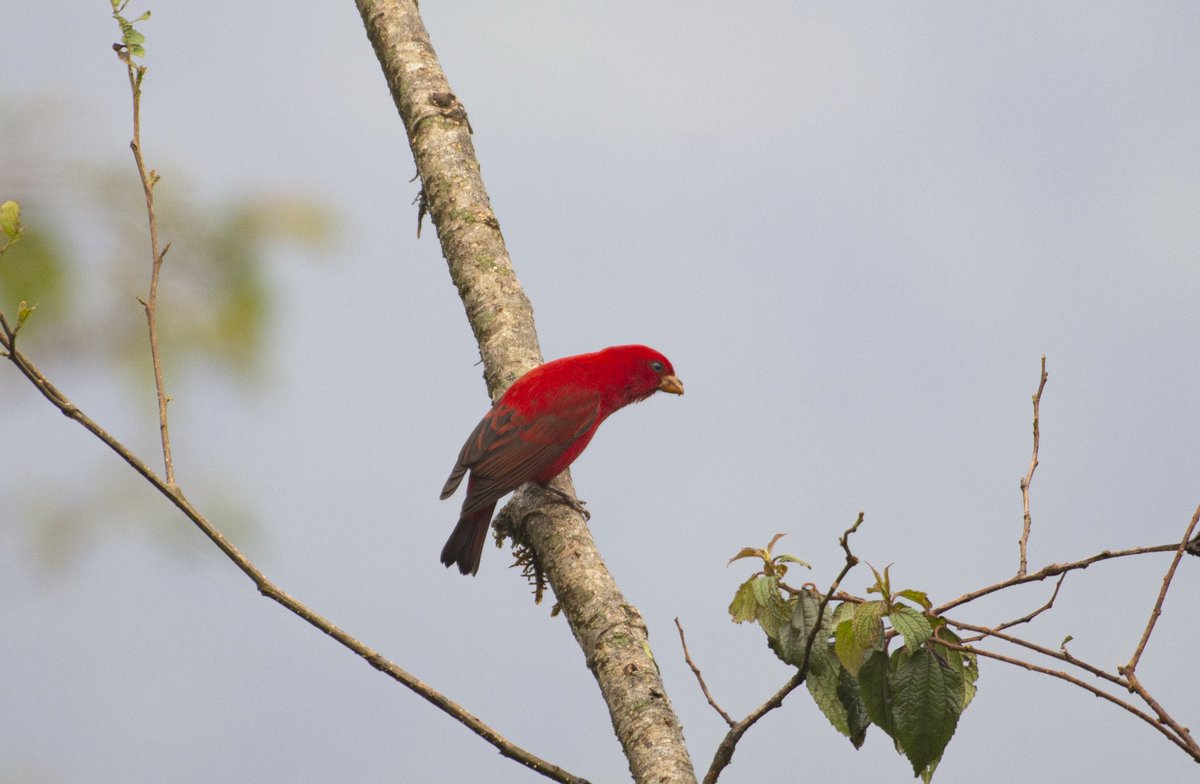 BirdsofBhutan's tweet photo. In the land of Dharma where red robes are commonly seen, birds are red too. 
Scarlet Finch 
Bhutan 
@birds https://t.co/OJmt7cwcup