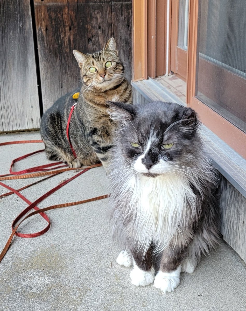 I insisted Maman let us outside. Can't you see how much I'm enjoying my adventure? 😹
#CatsOfTwitter #TuxieGang #TabbyTroop #SuperSeniorCatsClub