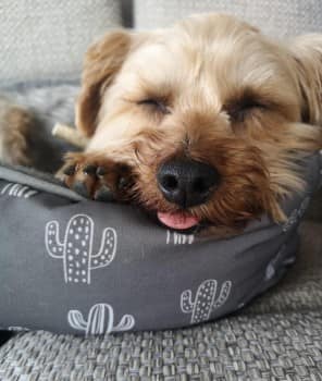 Black/Tan/Silver #YorkshireTerrier #missing from #LlynGeirionydd - north westerly area of the lake #LL27 area, #Wales on 18/6/23. Collar has a superman emblem pattern &amp; a tag with details. Chipped. doglost.co.uk/dog-blog.php?d… #LostDog #dogsoftwitter