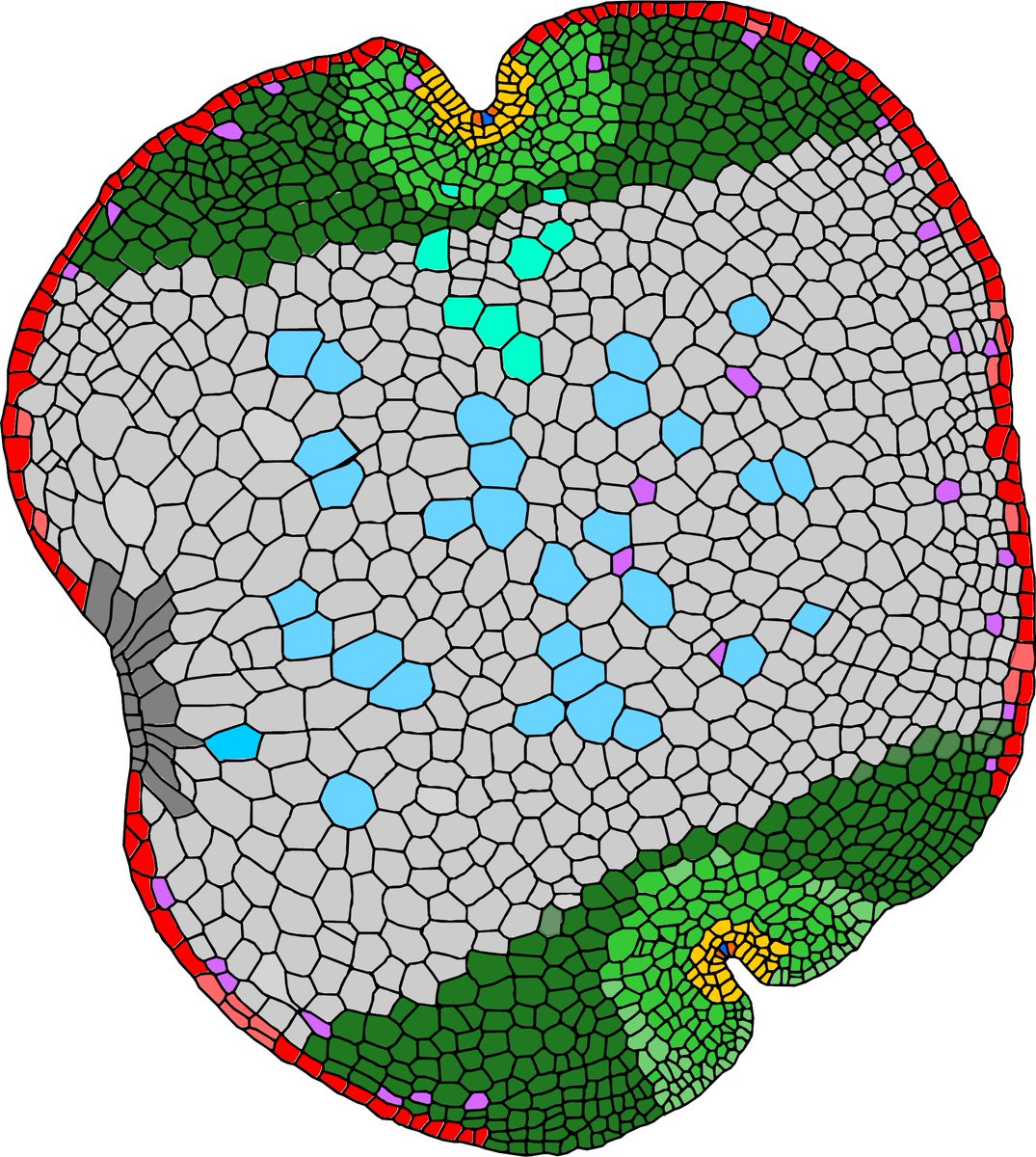 We found promoters specific for several cell-types and share in the paper our main findings about meristem organisation in Marchantia. We also elaborated more detailed models for gemma development.