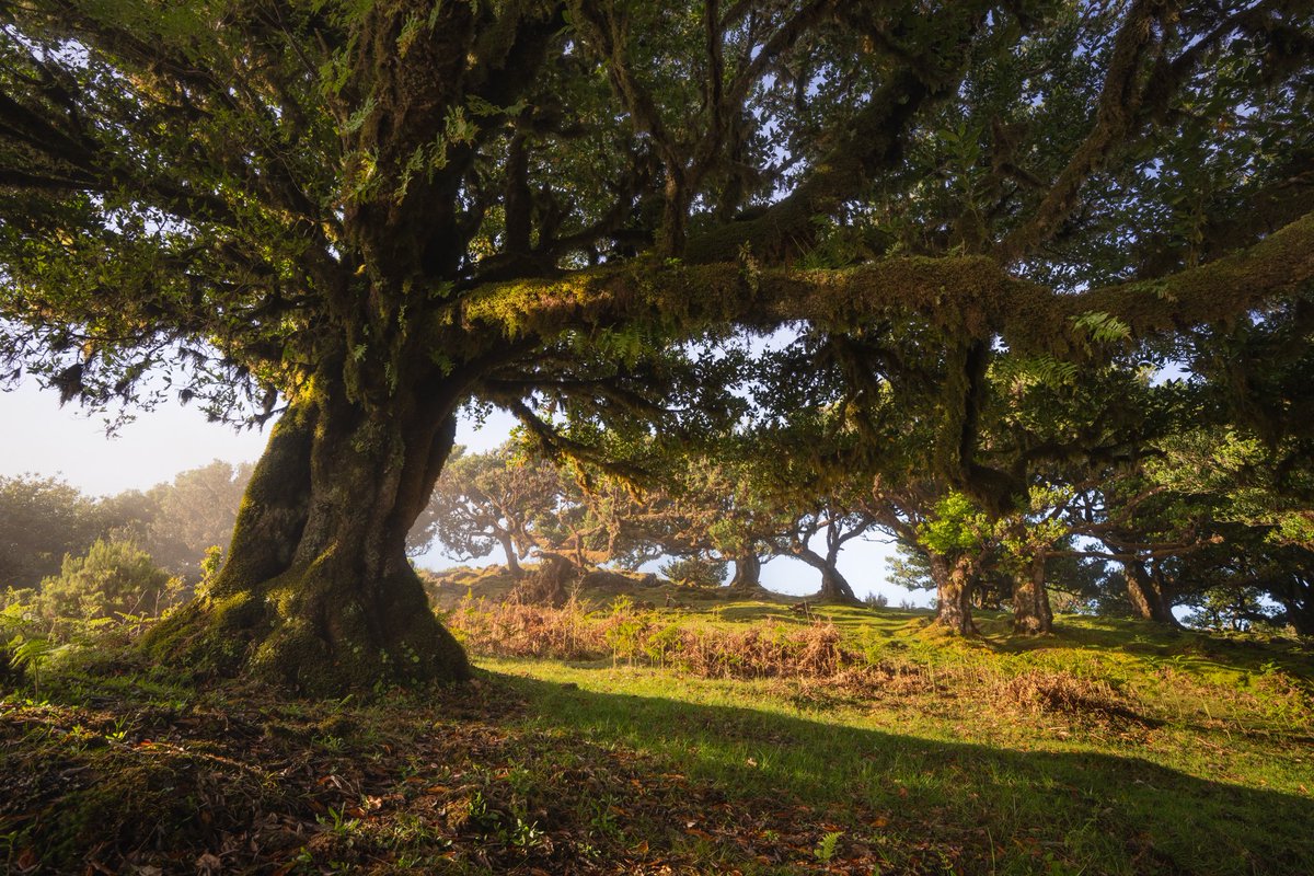 Trees at the top of a sunny hill in Madeira
#tuesdaytree