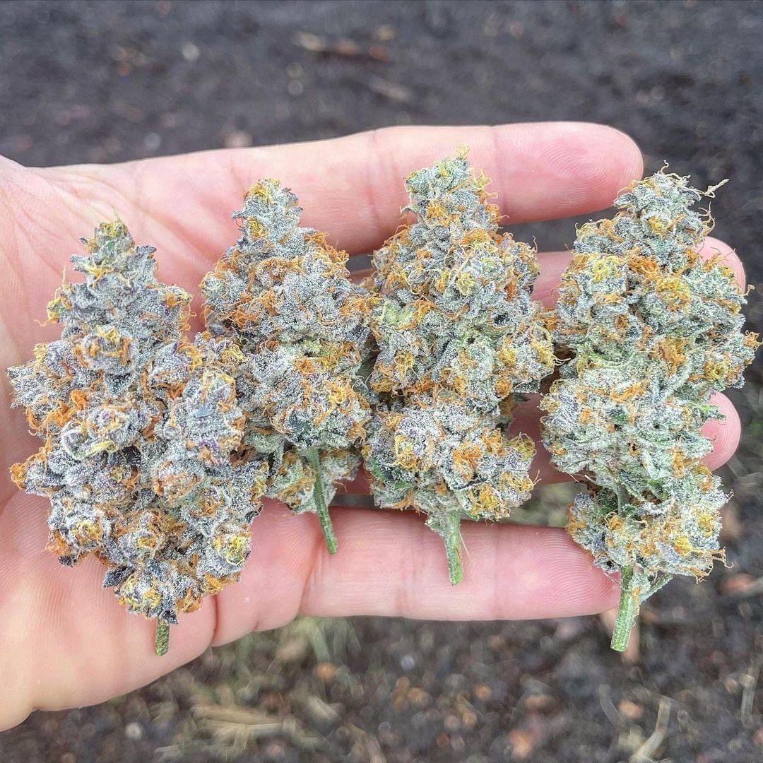 Frosty Fruits 🍌🍓😍🔥

#StonerFam #Mmemberville #WeedLovers #CannabisCommunity