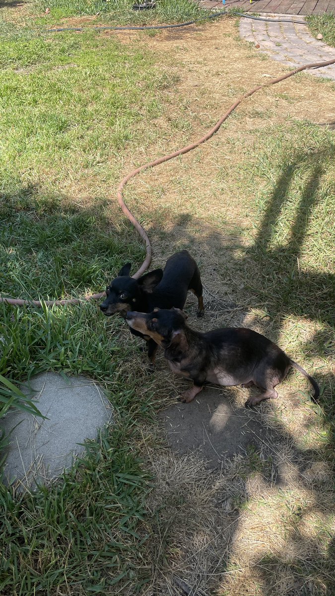 aminal420's tweet image. loyal to the soil/putting the ladies to work. big transplant day after the solo cup stress test. most hyped on the rainbowbelts haze and the designer runtz wilson. the 96 sour d x tmp fuckin stinks- i hope she dumps