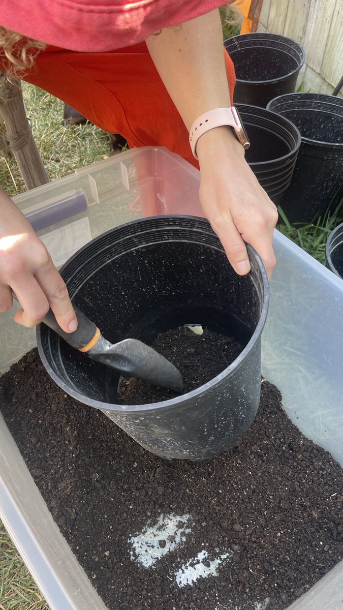 aminal420's tweet image. loyal to the soil/putting the ladies to work. big transplant day after the solo cup stress test. most hyped on the rainbowbelts haze and the designer runtz wilson. the 96 sour d x tmp fuckin stinks- i hope she dumps