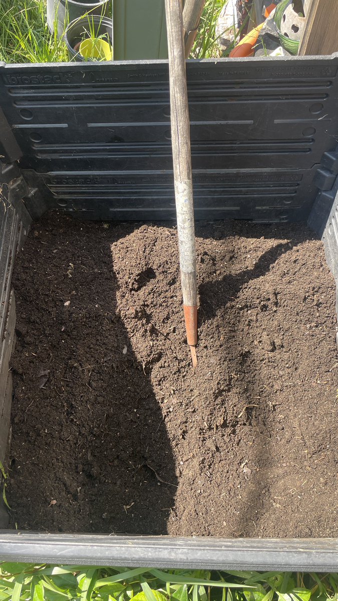 aminal420's tweet image. loyal to the soil/putting the ladies to work. big transplant day after the solo cup stress test. most hyped on the rainbowbelts haze and the designer runtz wilson. the 96 sour d x tmp fuckin stinks- i hope she dumps