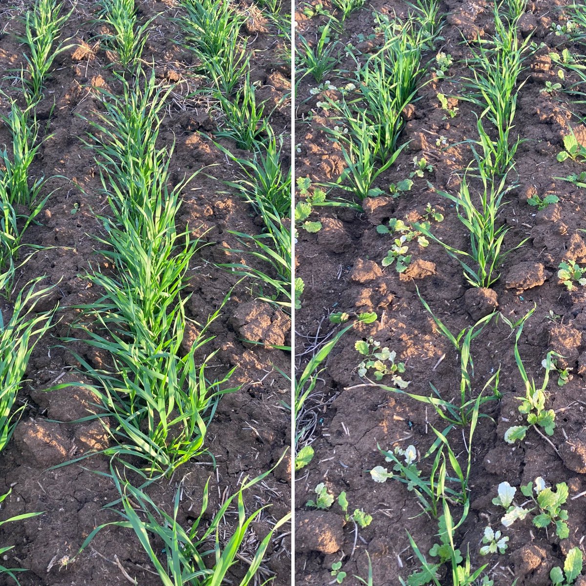 Terrain Flow + Overwatch (left) vs Overwatch (right). Stellar combination on grasses and BLW in wheat and faba beans 👌