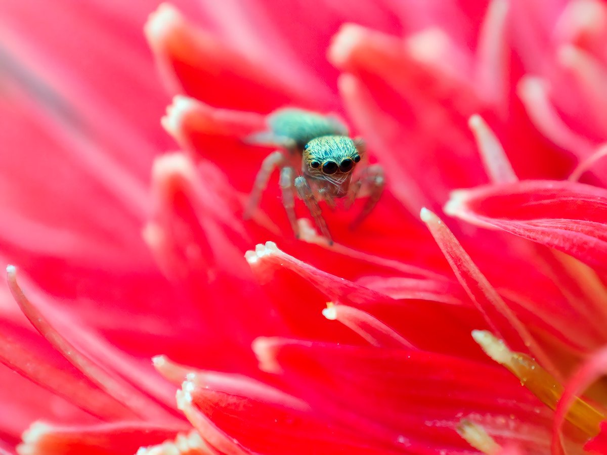 Exploring the beauty

📸 Xiaomi Redmi Note 10 Pro Max
#xiaomi #photography #macro #macrophotography #mobilephotography #insects #flower