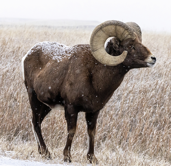 C_C_Photographs's tweet photo. New artwork for sale! - "Big Horn Sheep in Snow" - https://t.co/6DdLxjKk5C @fineartamerica https://t.co/arkZshZVqZ