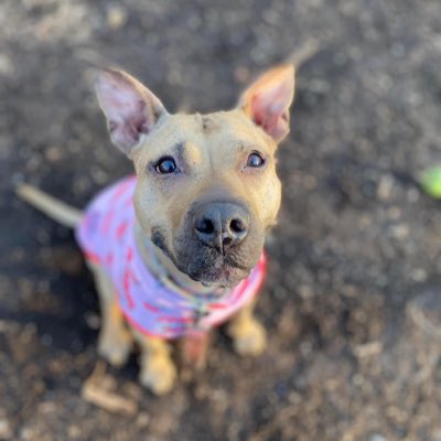 Meet the new featured pup, Lady Whistledown (aka Lady
W)! 🩰💞 She's been at the shelter for 443 days! 💔 Please help her find a home!

More on Lady W: 24Petconnect.com/DetailsMain/PP…

Town of Hempstead Animal Shelter, NY. Email: adoption@hempsteadny.gov #dogsoftwitter #newyork