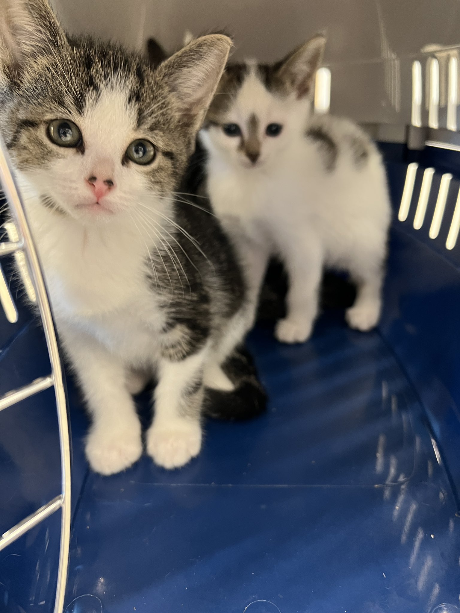 Guelph Humane Society on Twitter "Ready to adopt a kitten? 50 kittens