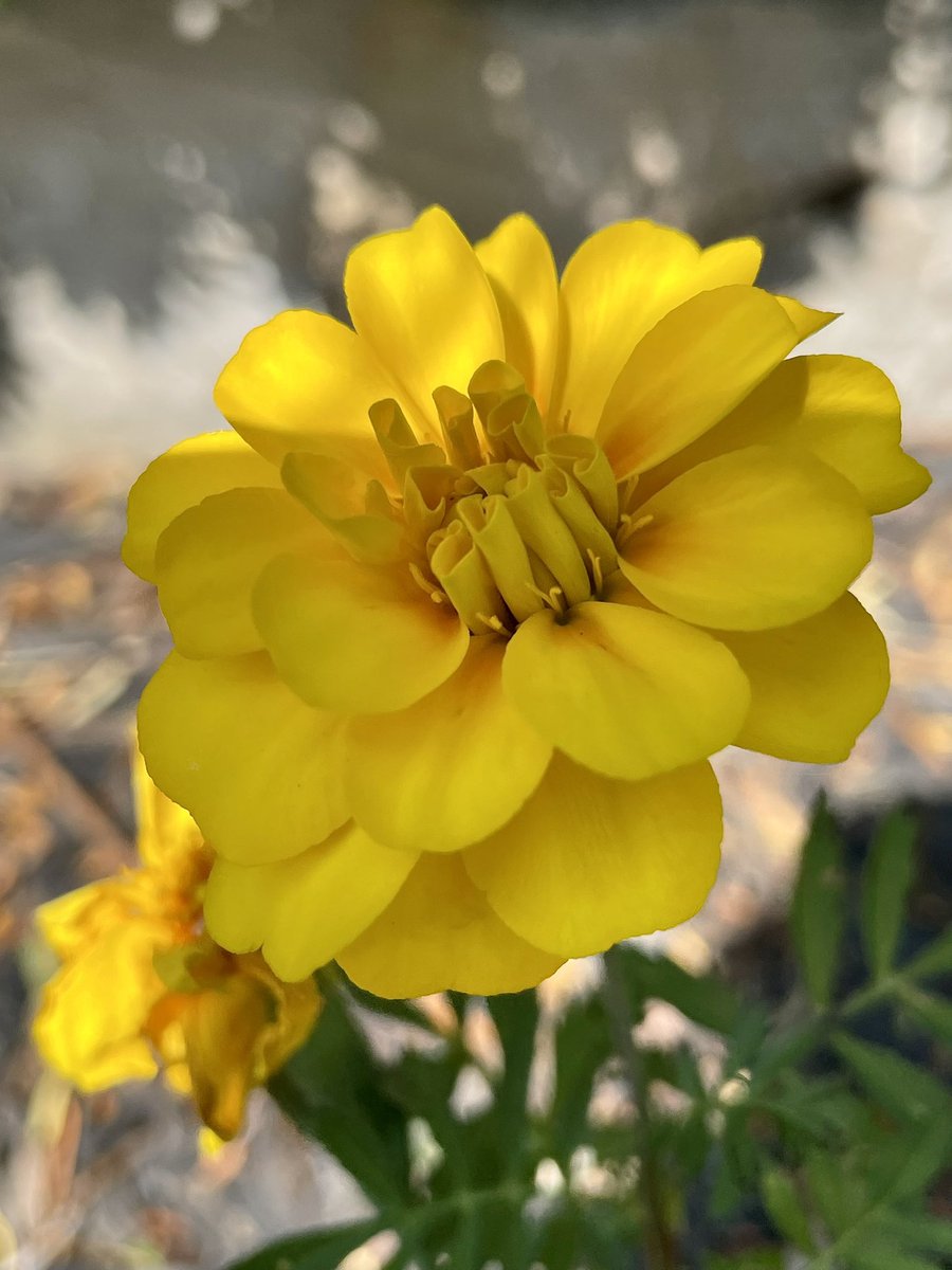 Joy and Growth

You cannot have one without the other!

#flowers #outdoors #spring #myphoto #originalcontent #flowerphotography #naturephotography #outdoorphotography