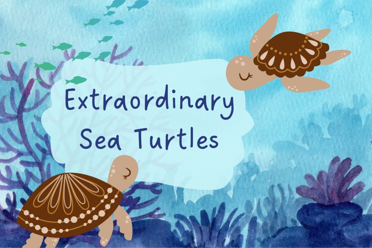 ccplonline's tweet image. Summer is here, so let's get swimming! Check out some awesome facts and books about sea turtles on our blog!
Read Here: ow.ly/72TG50ONAP7
#CCPLOnline #LibraryBlog #SeaTurtles #ChildrensBooks