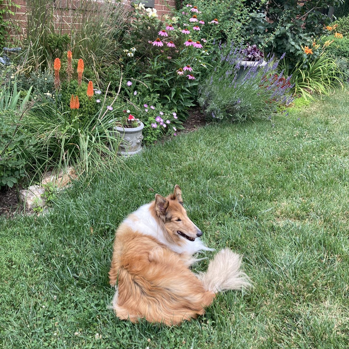 Do I look ruffled around the edges?  This is me enjoying some collie flowers on 👅#tongueouttuesday after I got home from the vet clinic.  

#roughcollie #seniordog #collie #ruffday #collieflower
