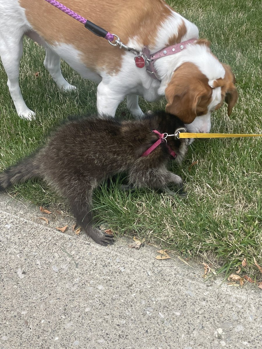 lotcatnip's tweet image. I met a raccoon named Sterling on my walk today. That’s her dog roommate Henry. The pics are terrible but I was so surprised.