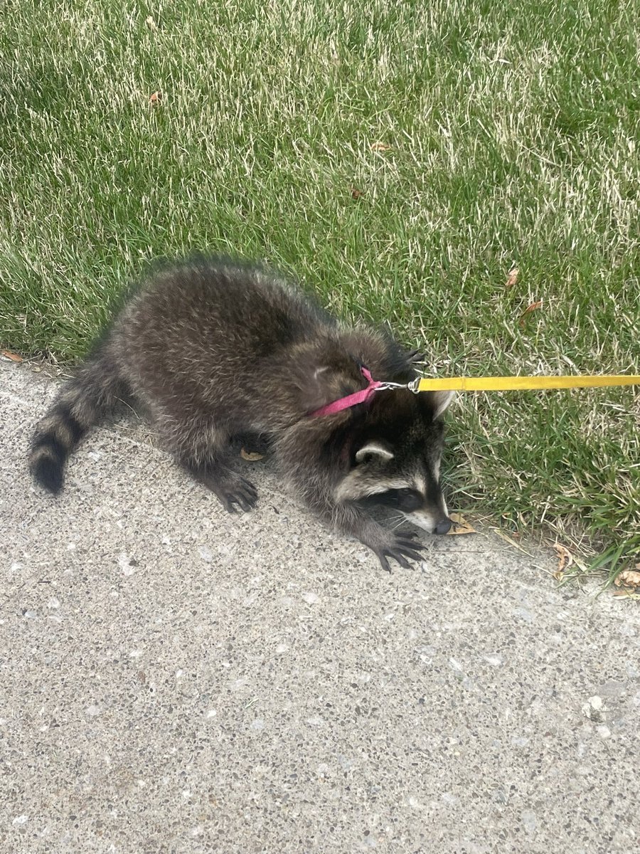 lotcatnip's tweet image. I met a raccoon named Sterling on my walk today. That’s her dog roommate Henry. The pics are terrible but I was so surprised.