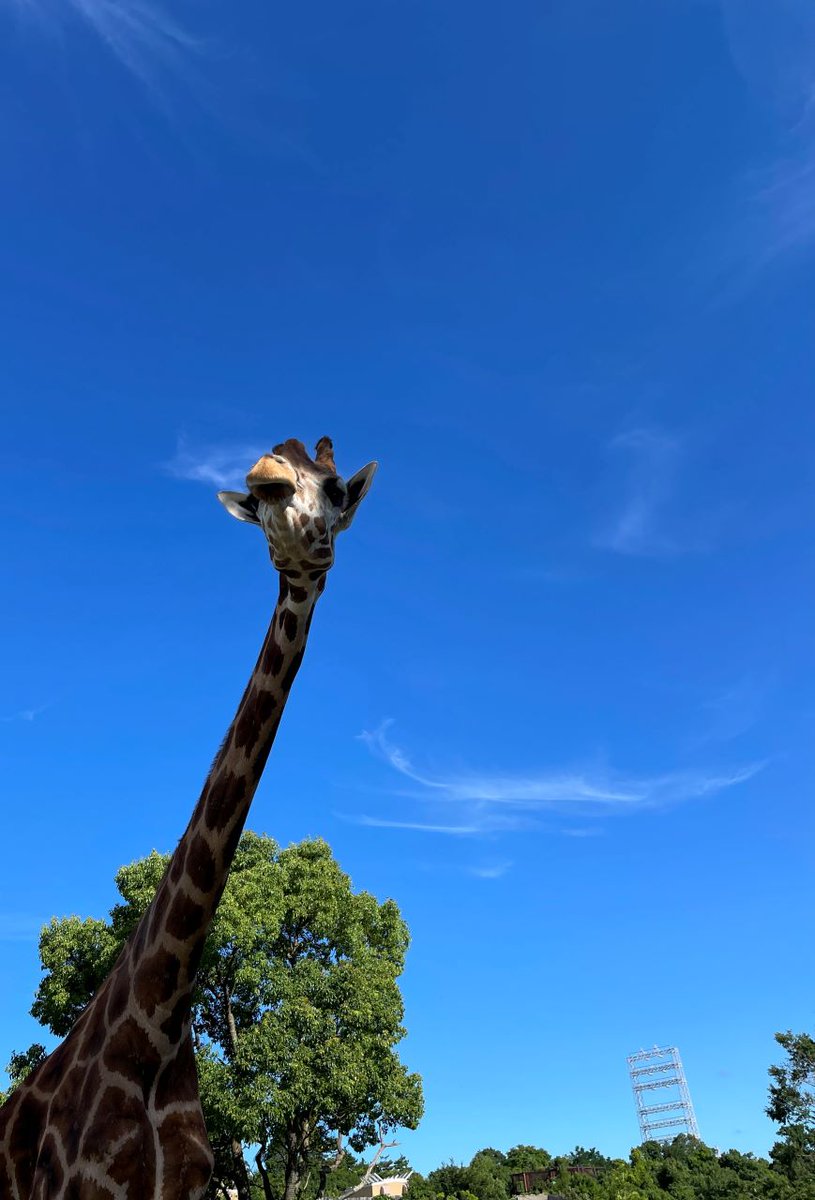 🦒今日は世界キリンの日🦒
キリンって！！素敵！！
たくさんの方が #キリン に興味を持ってくれると嬉しいです！
#Giraffe #キリンの日 #よこはまキリンSNSリレー #WorldGiraffeDay2023 #ズーラシア #ZOORASIA 
#ズーラシアクラファン挑戦中 #となりのオットセイ