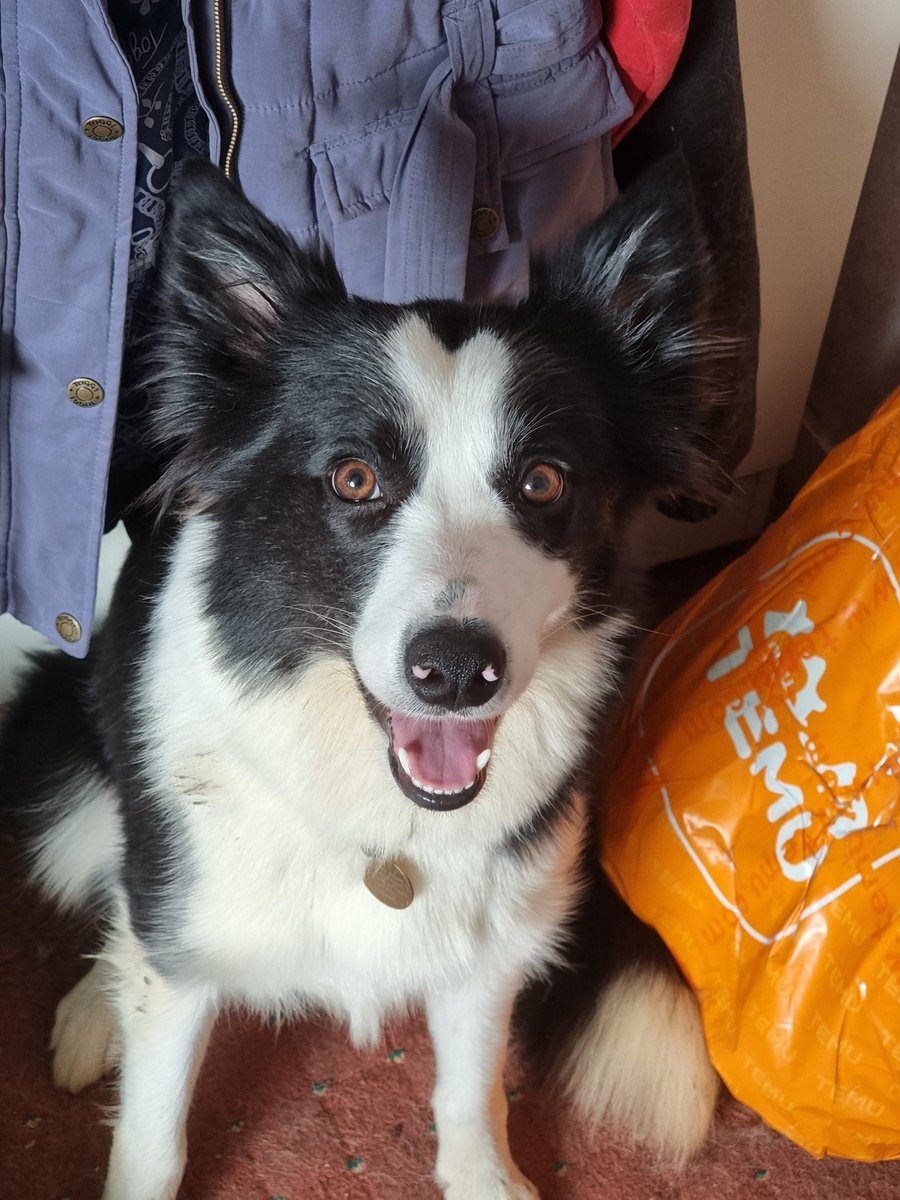 a05184114's tweet photo. Benji and Lola looking happy

#lurcher #lurcherdog #benji #sighthound #lurcherlife #lurcherlove #bordercollie #lola #herdingdog #bordercollielife #bordercollielove #happydogs https://t.co/zKDCusDKgR