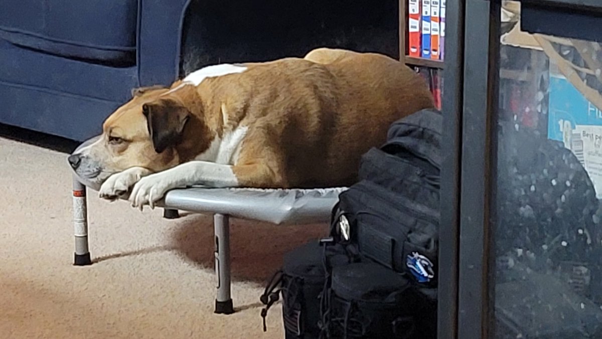 Hafatam1's tweet photo. Dis a new bed right mommy....you don't need it. #willsleepanywhere #everythingmightaswellbemine #sleepypupper #dogsoftwitter @KrimsonRogue https://t.co/vWj6PkW7YH