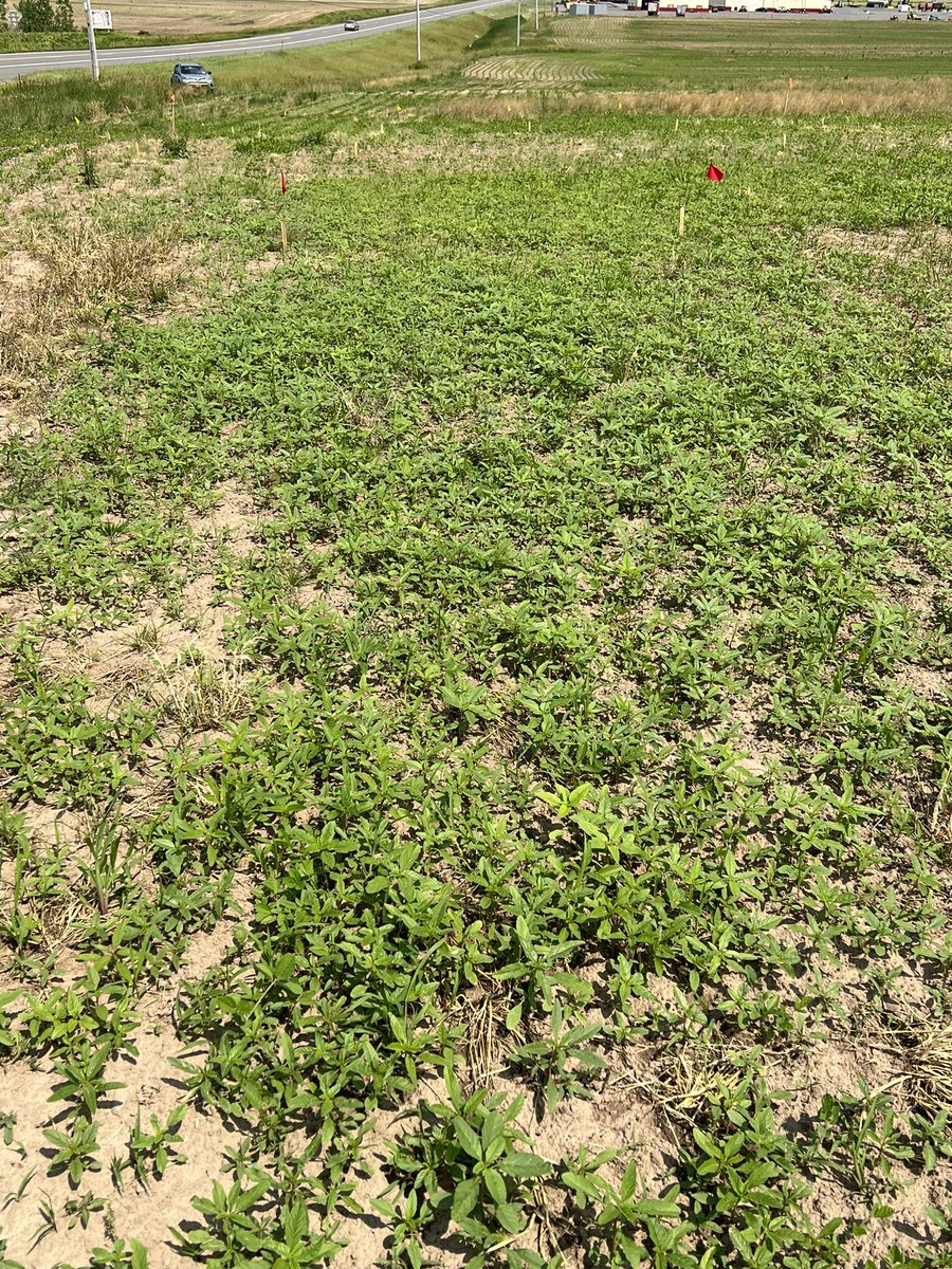 Vipan Kumar tweet media