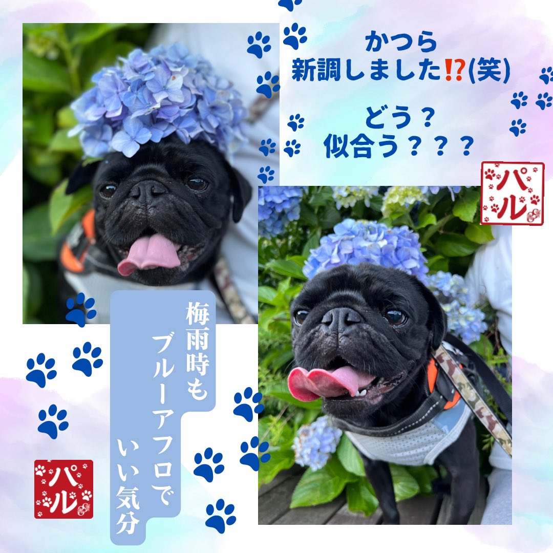 愛犬🐾の雅印
肉球🐾と右下に数字「89」を入れました

そう我が家のわんこは「パグ」です🐾

スマホ #Canva アプリで作成
#白文 と #朱文
#パソコムアート
#パソコムプラザ で作品展