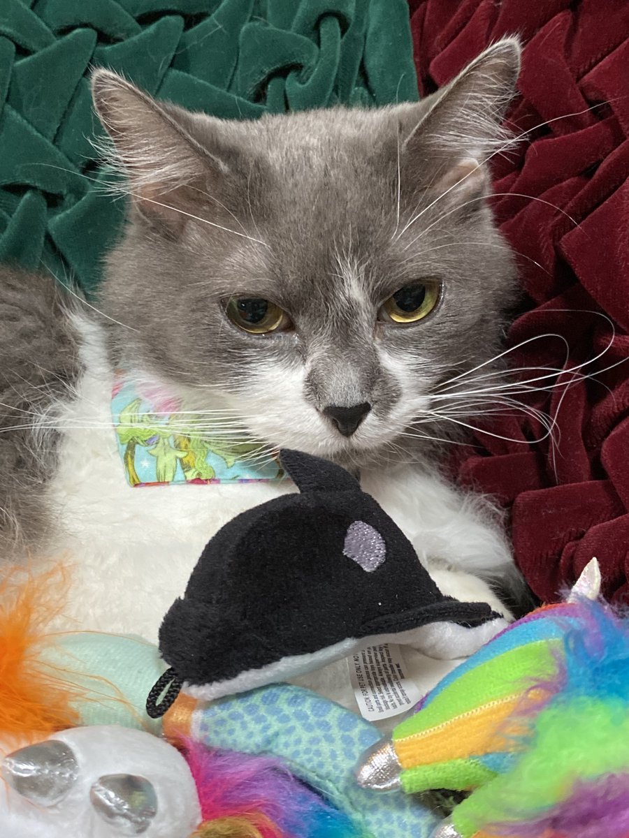 kinleywestie's tweet image. Happy #birthday Angelique! kinleywestie.blogspot.com/2023/06/happy-…